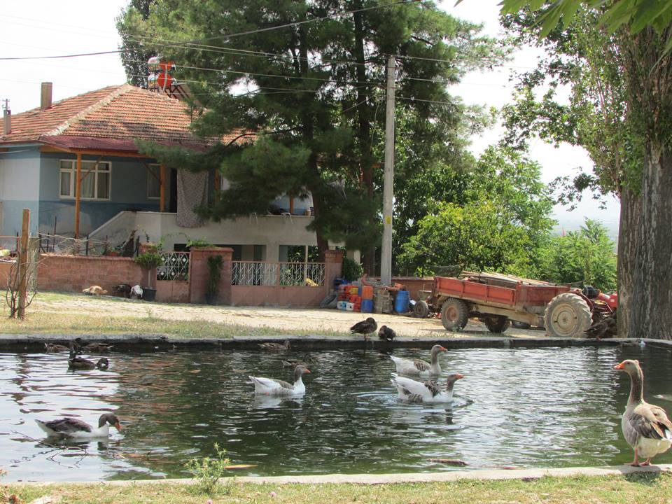 Pamukova İsabalı Köyü Resimleri 8