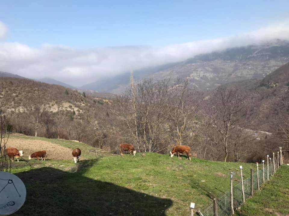 Gerze Şeyhli Köyü Resimleri 7