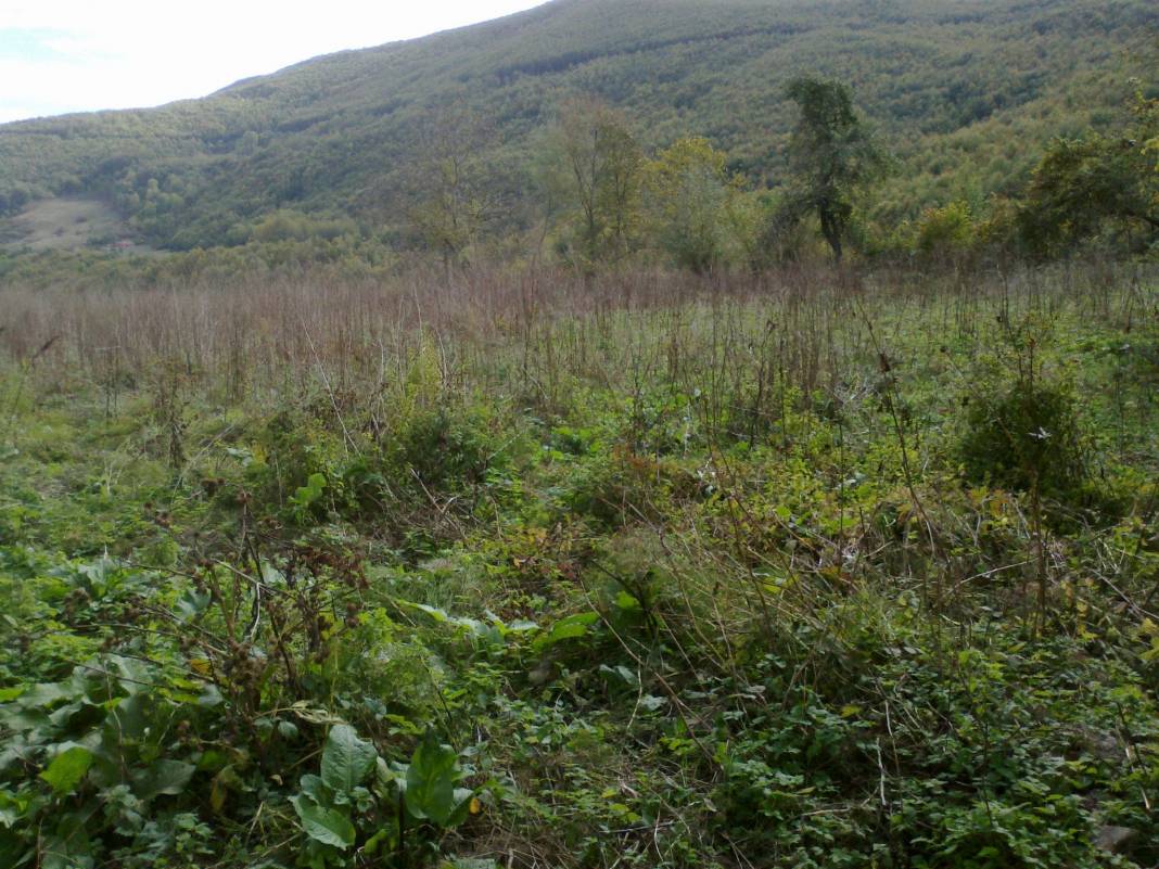 Gerze Tepealtı Köyü Resimleri 2