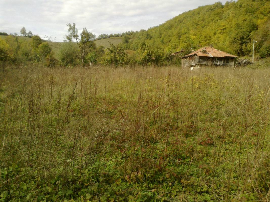 Gerze Tepealtı Köyü Resimleri 3