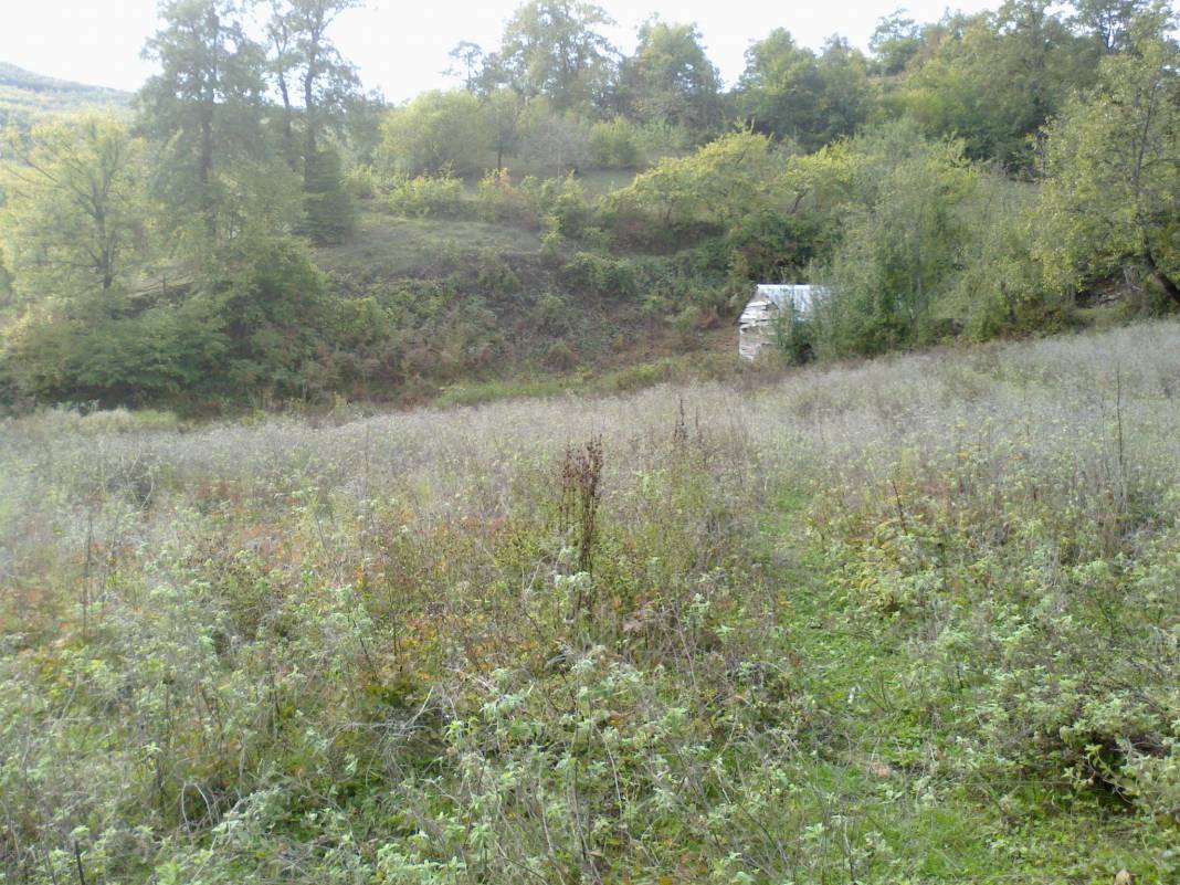 Gerze Tepealtı Köyü Resimleri 6