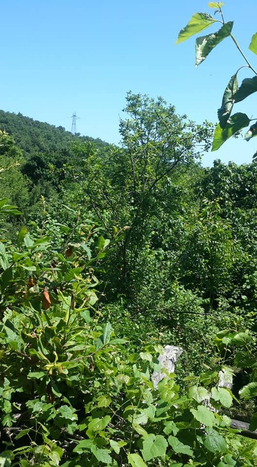 Gerze Yamacık Köyü Resimleri 8