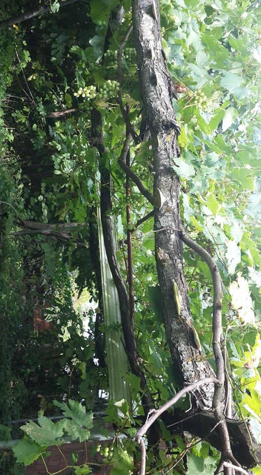 Gerze Yamacık Köyü Resimleri 9