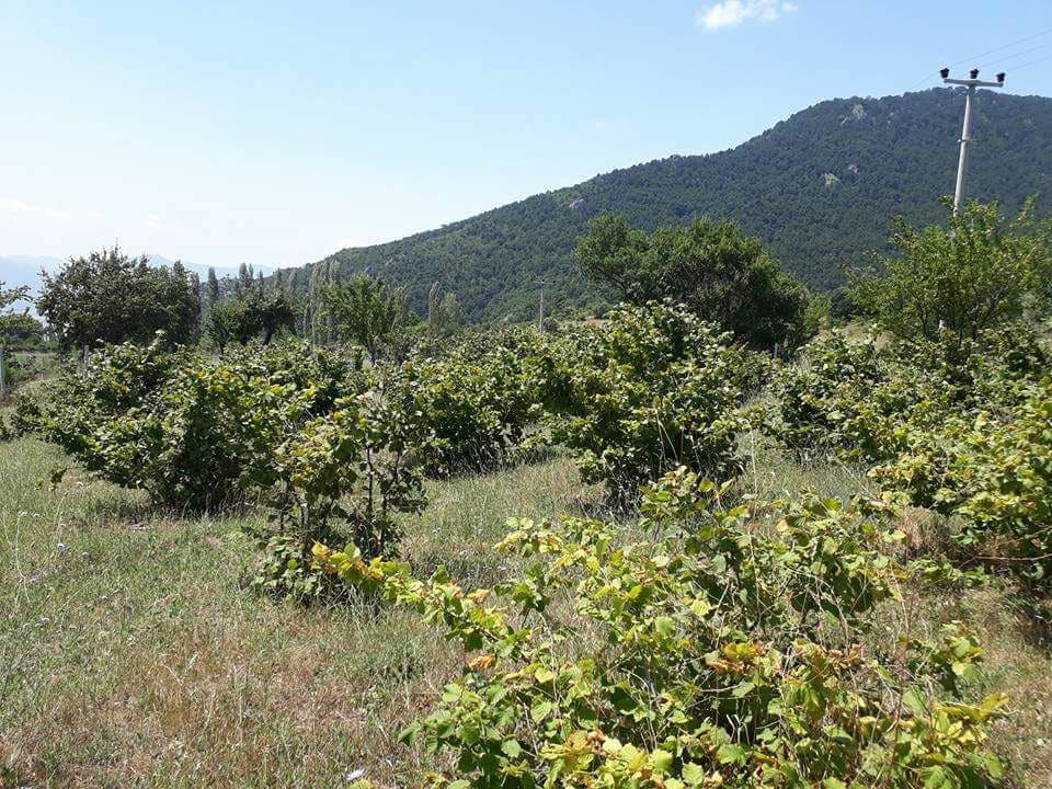 Pamukova Kazımiye Köyü Resimleri 4