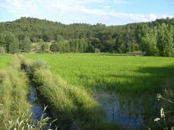 Saraydüzü Çorman Köyü Resimleri 4