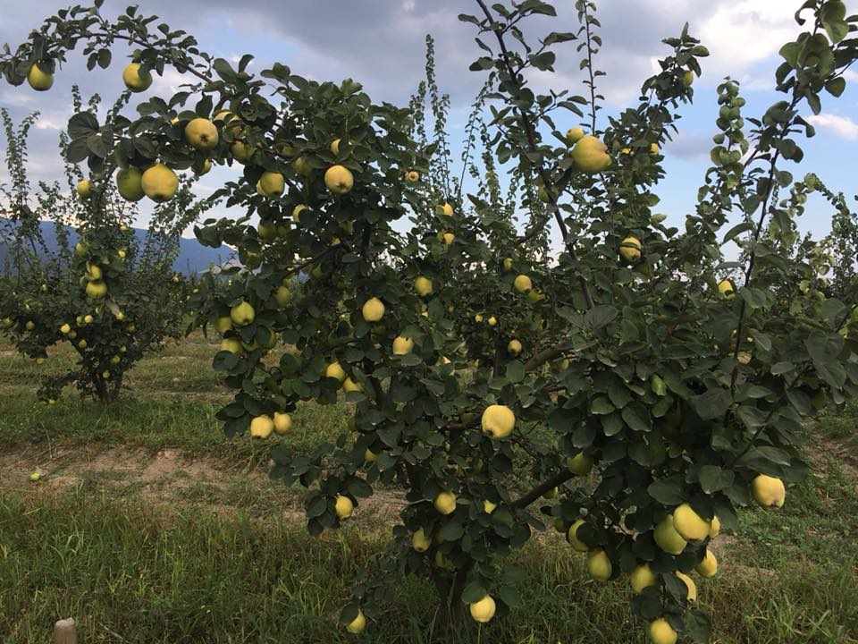 Pamukova Mekece Köyü Resimleri 10