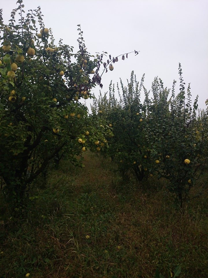 Pamukova Mekece Köyü Resimleri 13