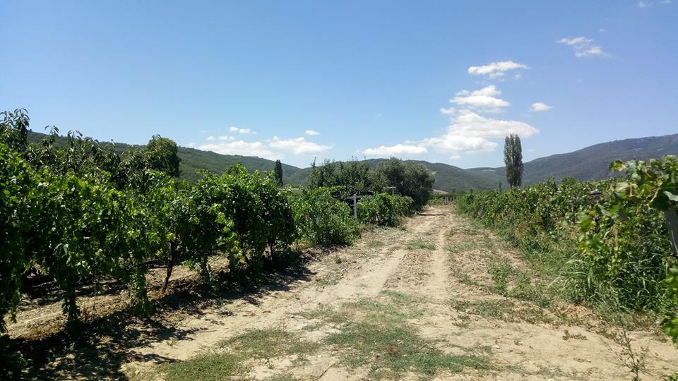 Pamukova Mekece Köyü Resimleri 4