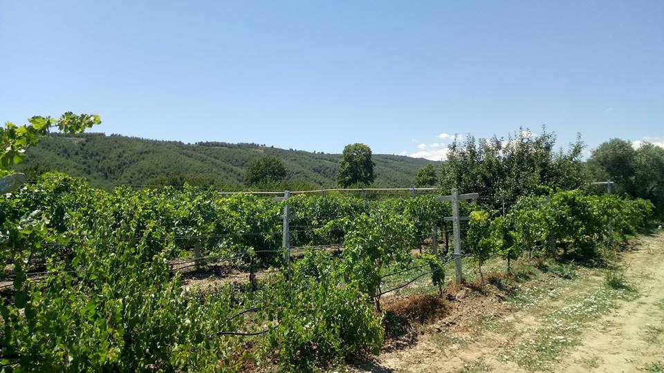 Pamukova Mekece Köyü Resimleri 5