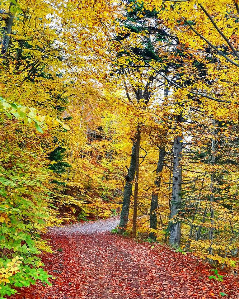 Pamukova Mesruriye Köyü Resimleri 1