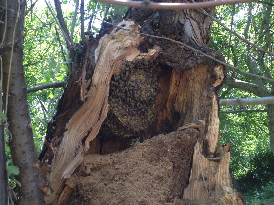 Çorum Mühürler Köyü Resimleri 1