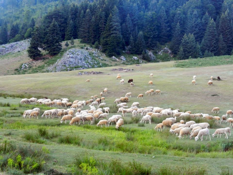 Pamukova Özbek Köyü Resimleri 3