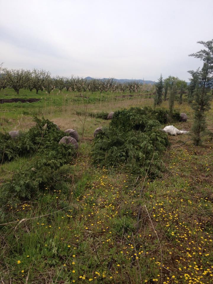 Pamukova Özbek Köyü Resimleri 4