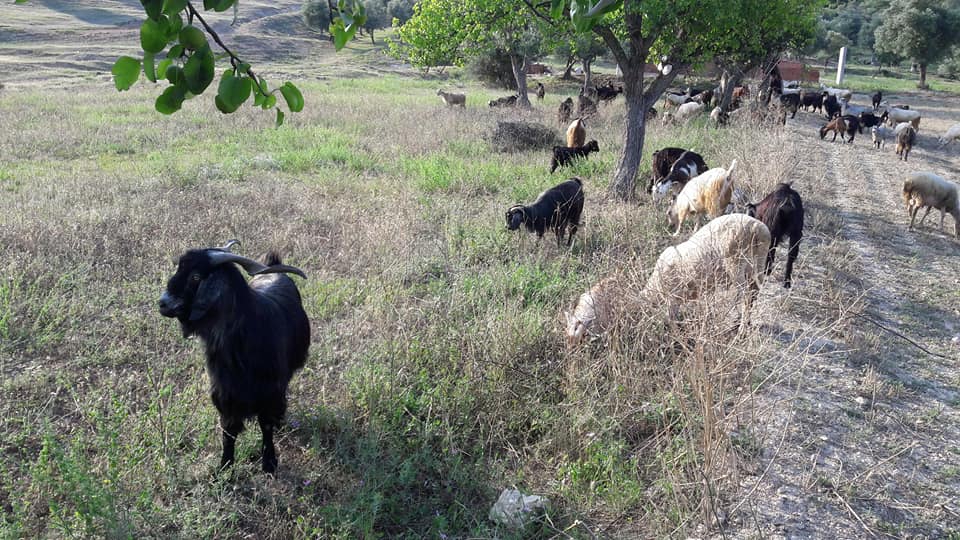 Pamukova Paşalar Köyü Resimleri 2