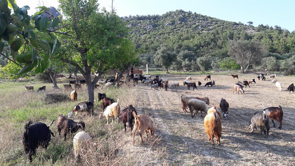 Pamukova Paşalar Köyü Resimleri 7