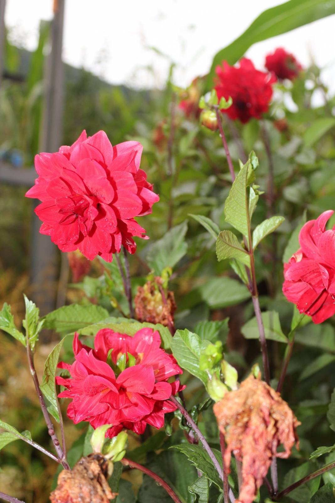 Türkeli Kuşçular Köyü Resimleri 2