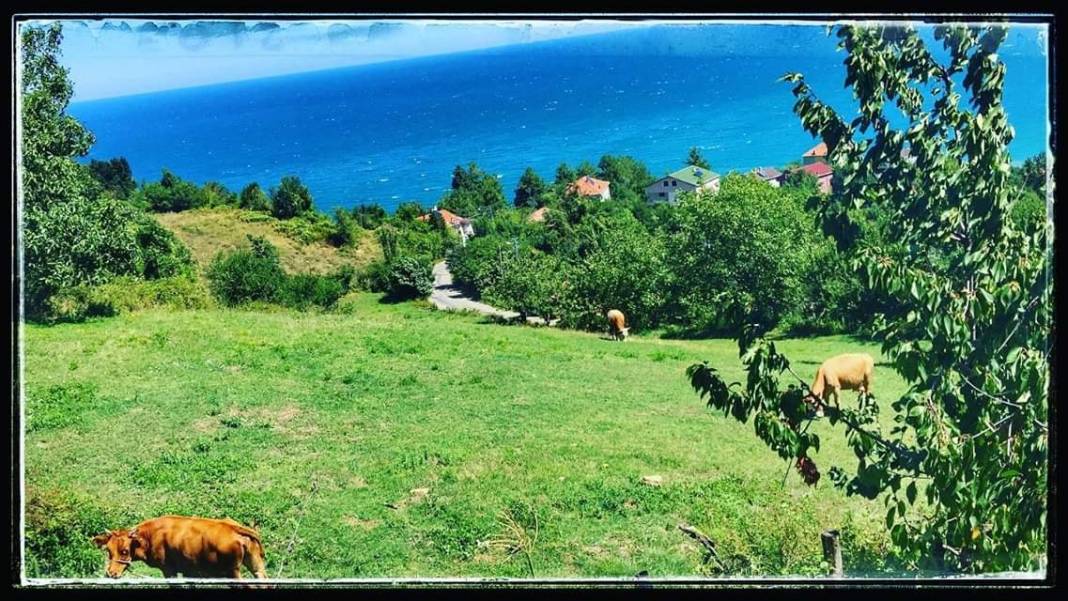 Türkeli Oymayaka Köyü Resimleri 7