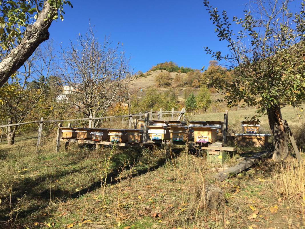 Türkeli Sarmaşık Köyü Resimleri 7