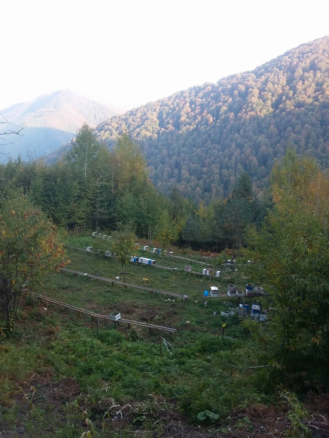Türkeli Satıköy Resimleri 3