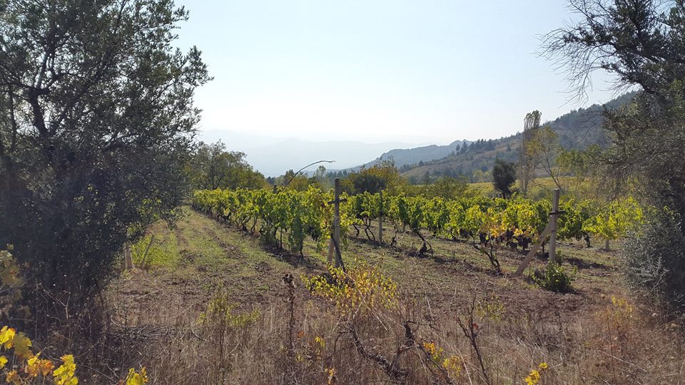 Pamukova Pınarlı Köyü Resimleri 2