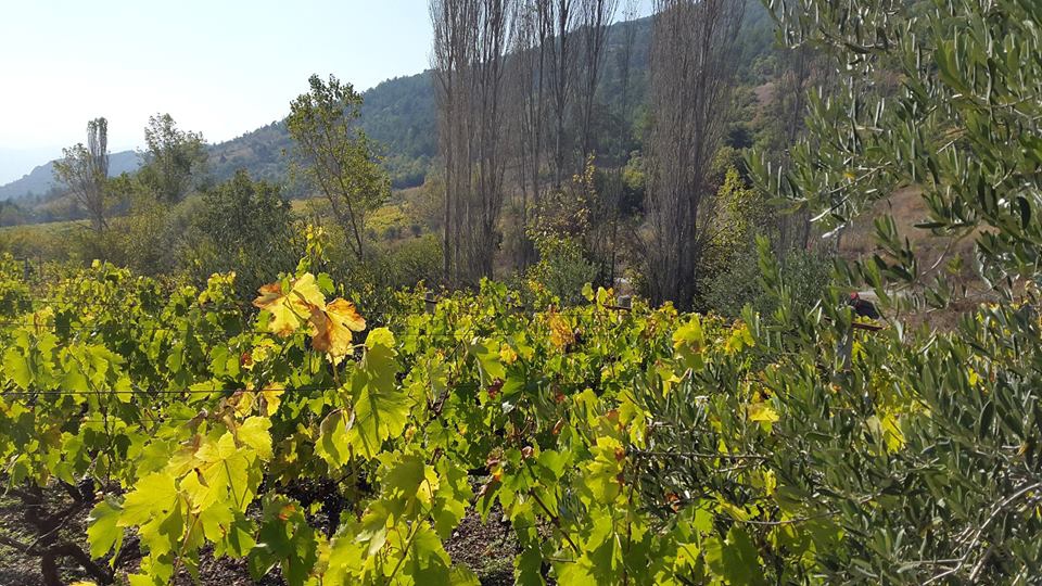 Pamukova Pınarlı Köyü Resimleri 4