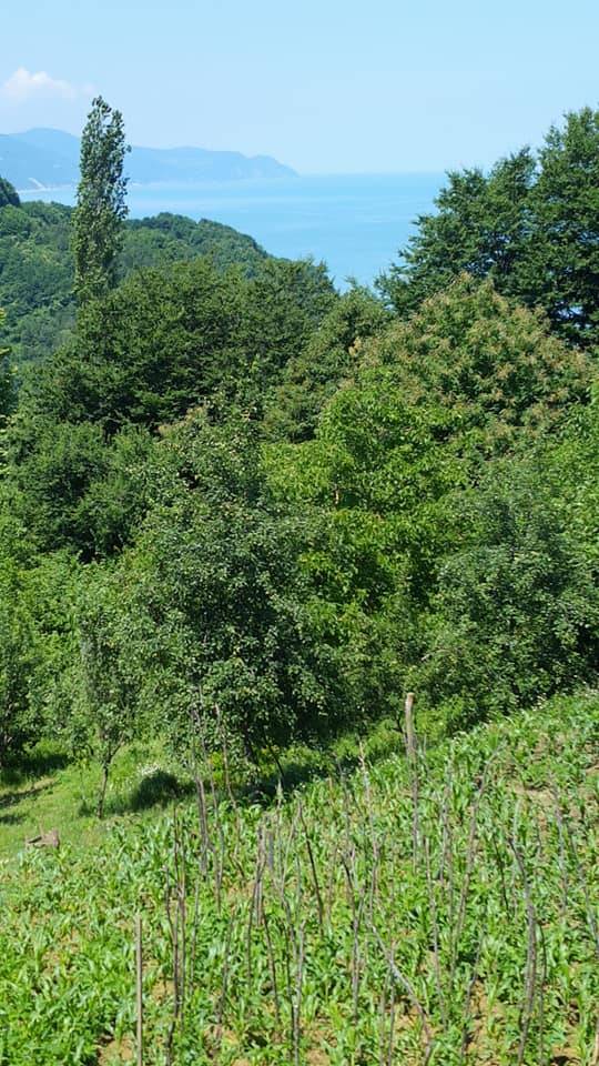 Türkeli Taşgüney Köyü Resimleri 1