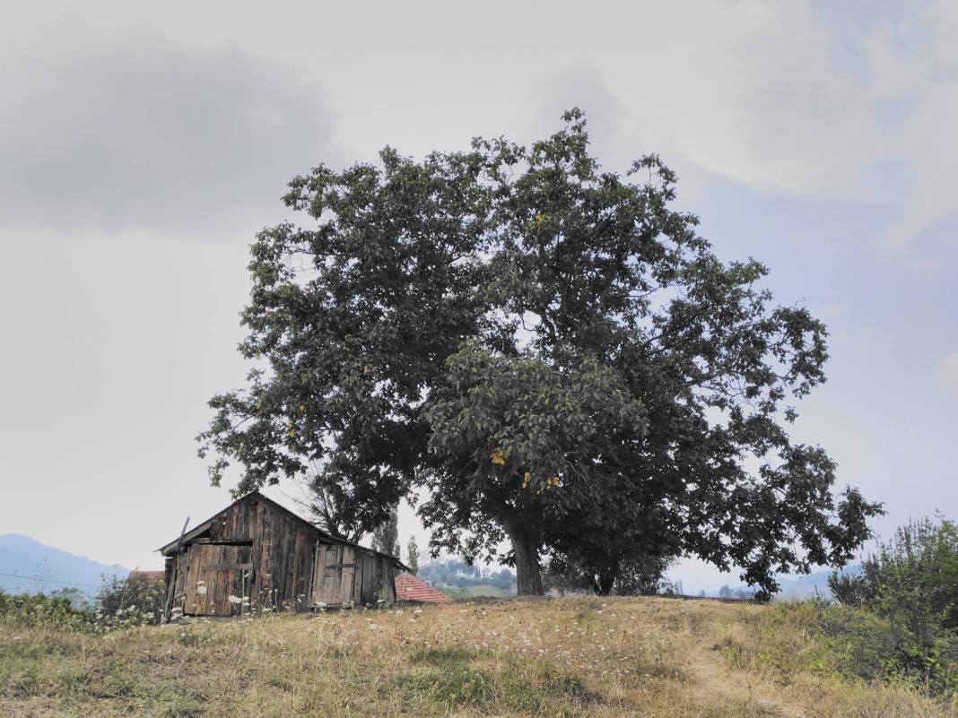 Türkeli Turhan Köyü Resimleri 6