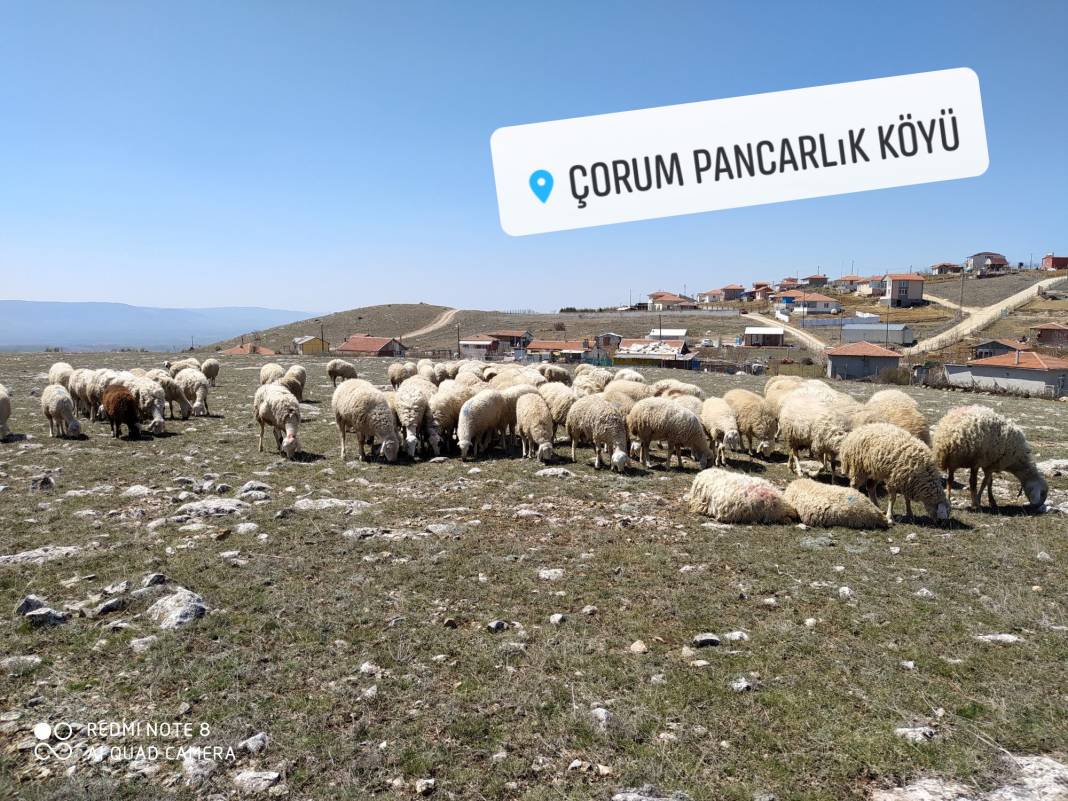 Çorum Pancarlık Köyü Resimleri 6