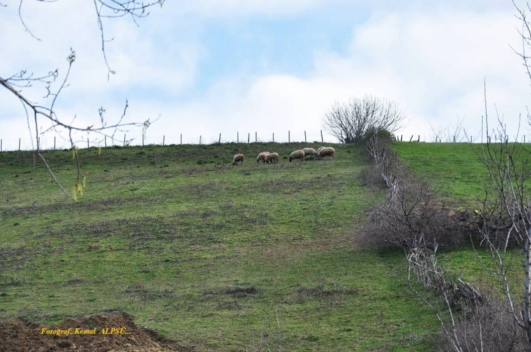 Sinop Aloğlu Köyü Resimleri 4