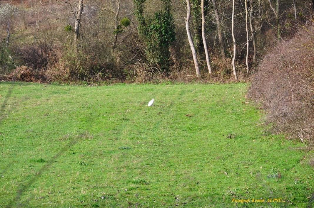 Sinop Aloğlu Köyü Resimleri 5