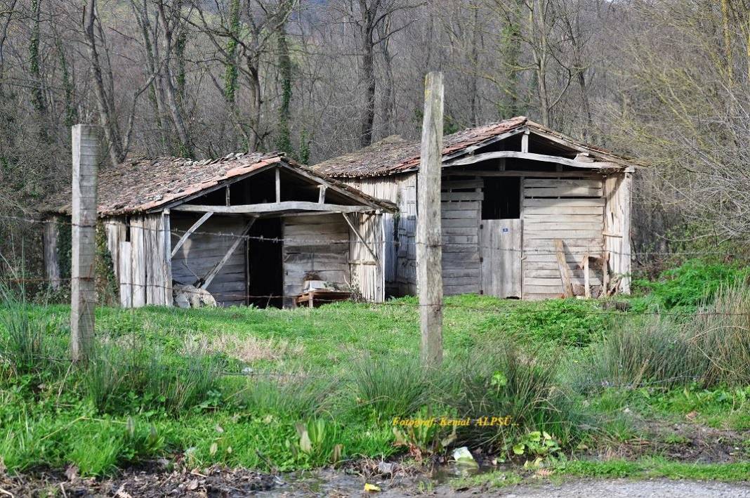 Sinop Aloğlu Köyü Resimleri 6