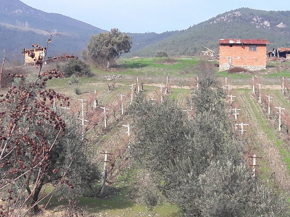 Pamukova Şeyhvarmaz Köyü Resimleri 4