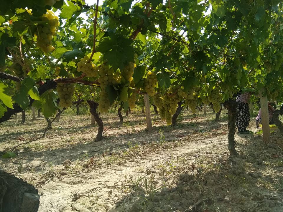 Pamukova Şeyhvarmaz Köyü Resimleri 9