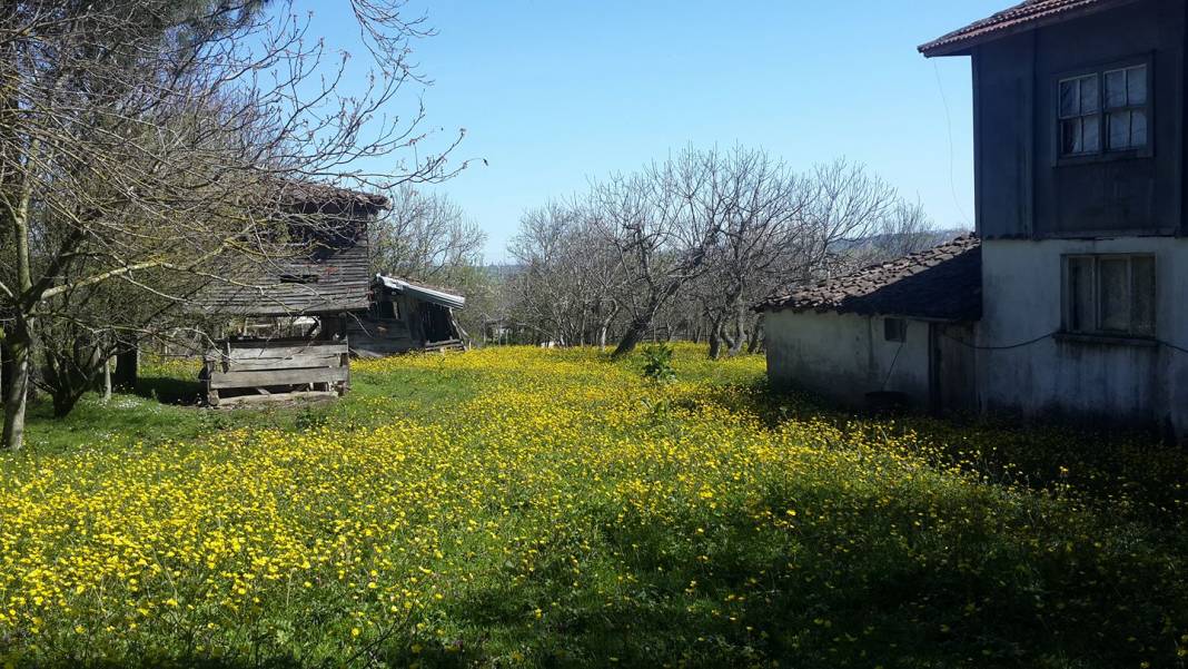 Sinop Dizdaroğlu Köyü Resimleri 1