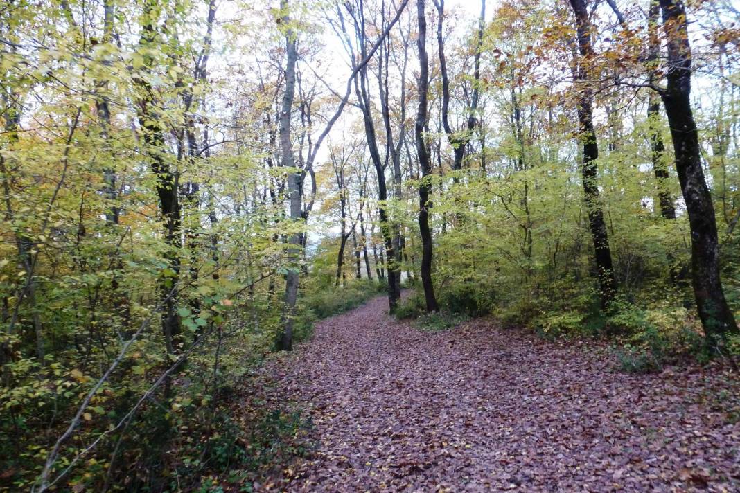 Sinop Dizdaroğlu Köyü Resimleri 2