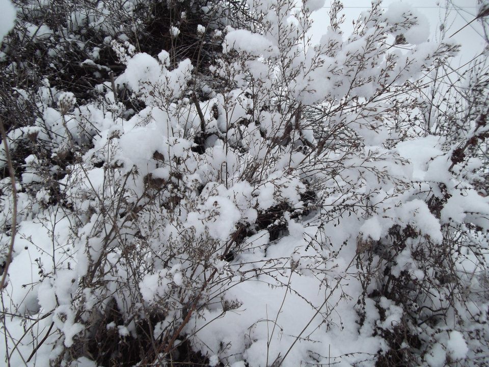 Pamukova Teşvikiye Köyü Resimleri 3