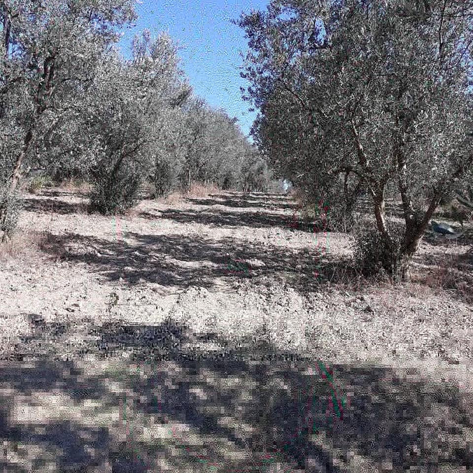 Pamukova Teşvikiye Köyü Resimleri 5