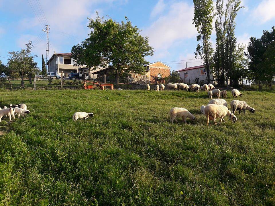 Sinop Kabalı Köyü Resimleri 3
