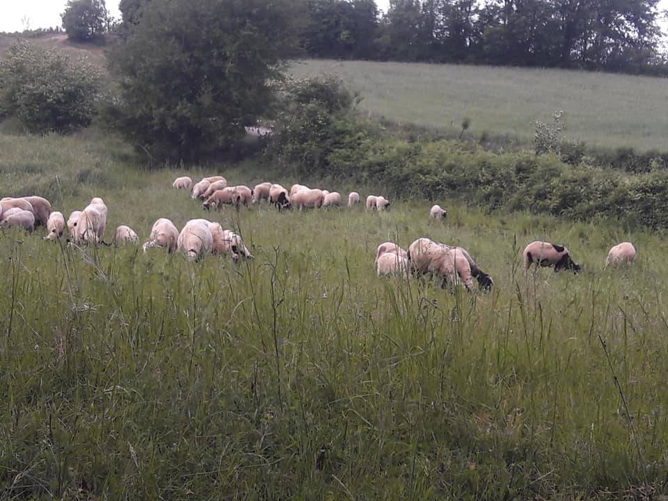 Sinop Kabalı Köyü Resimleri 4