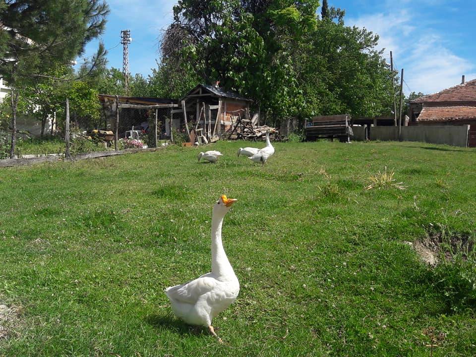 Sinop Kabalı Köyü Resimleri 6