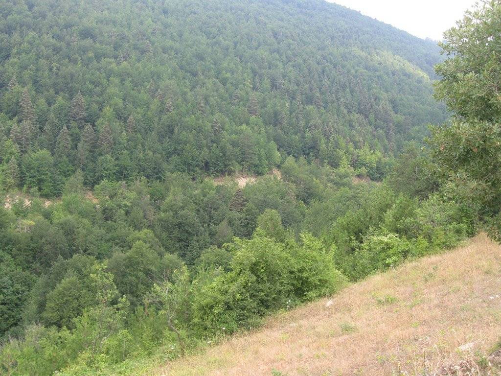 Sinop Melekşah Köyü Resimleri 2