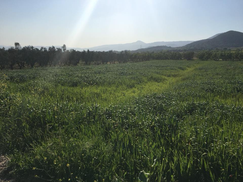 Pamukova Turgutlu Köyü Resimleri 3