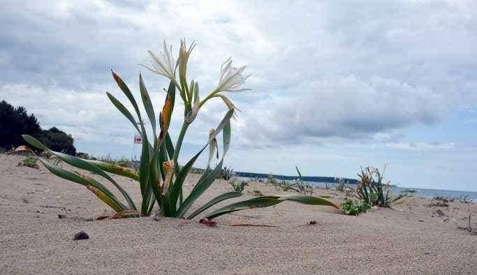 Sinop Sarıkum Köyü Resimleri 10