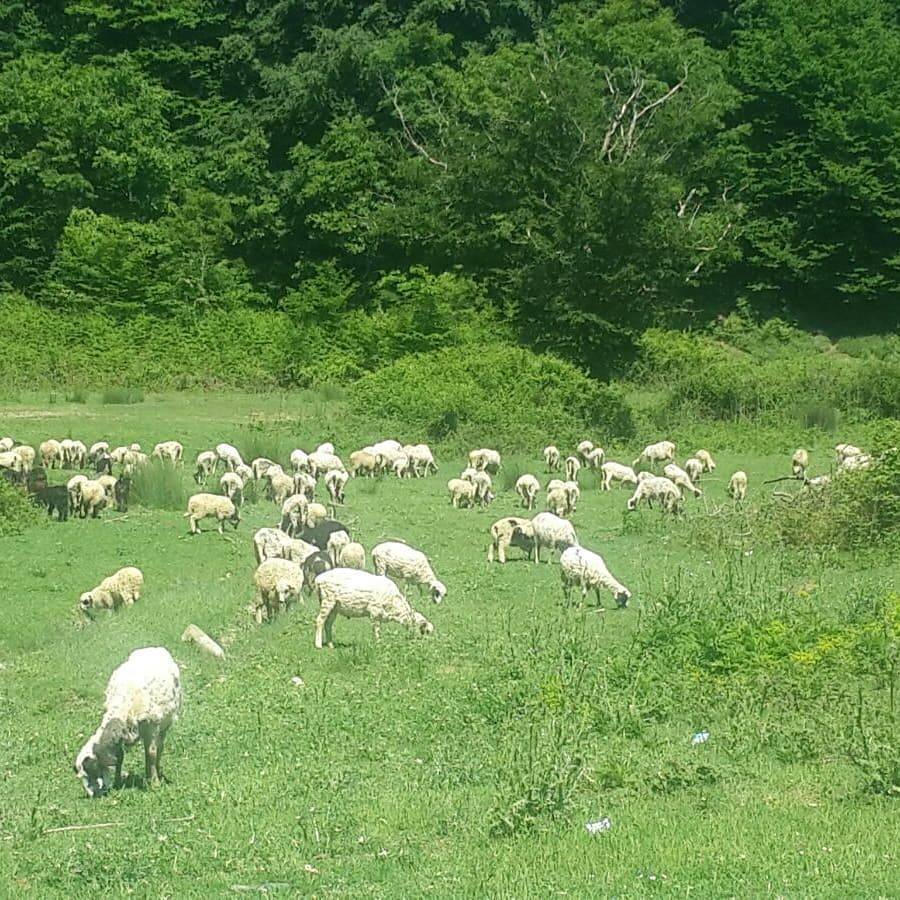 Sinop Sarıkum Köyü Resimleri 4