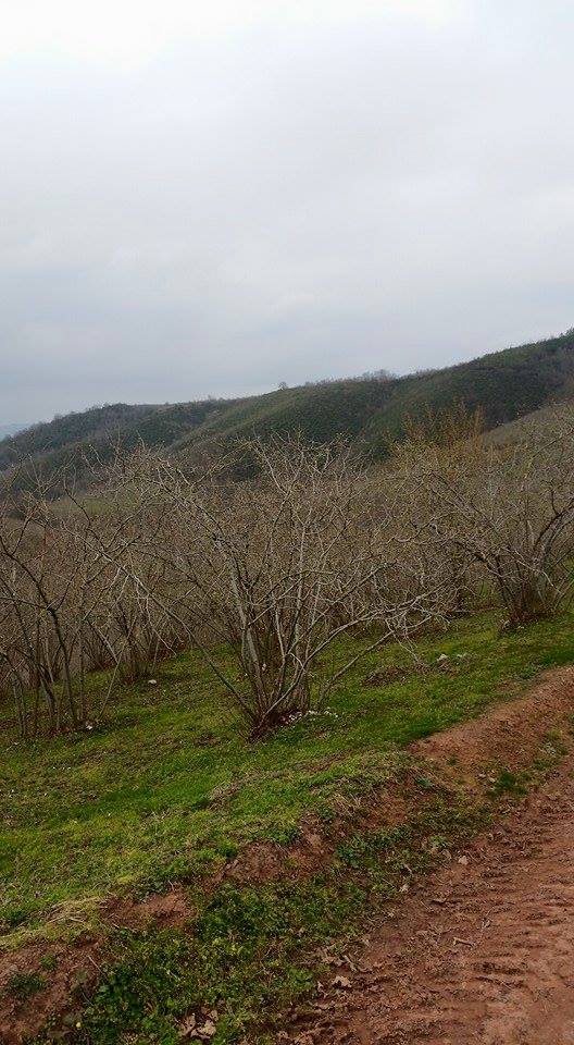 Ferizli Akçukur Köyü Resimleri 5