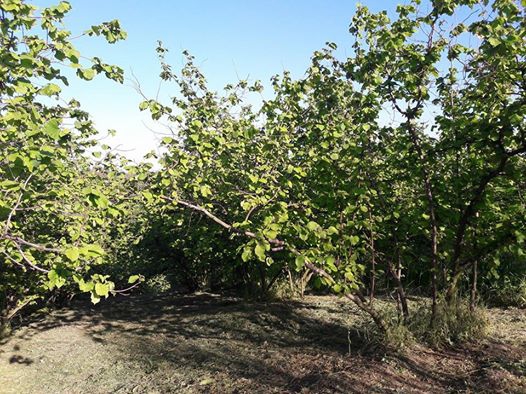 Ferizli Bakırlı Köyü Resimleri 1