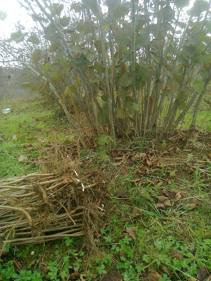 Ferizli Bakırlı Köyü Resimleri 2