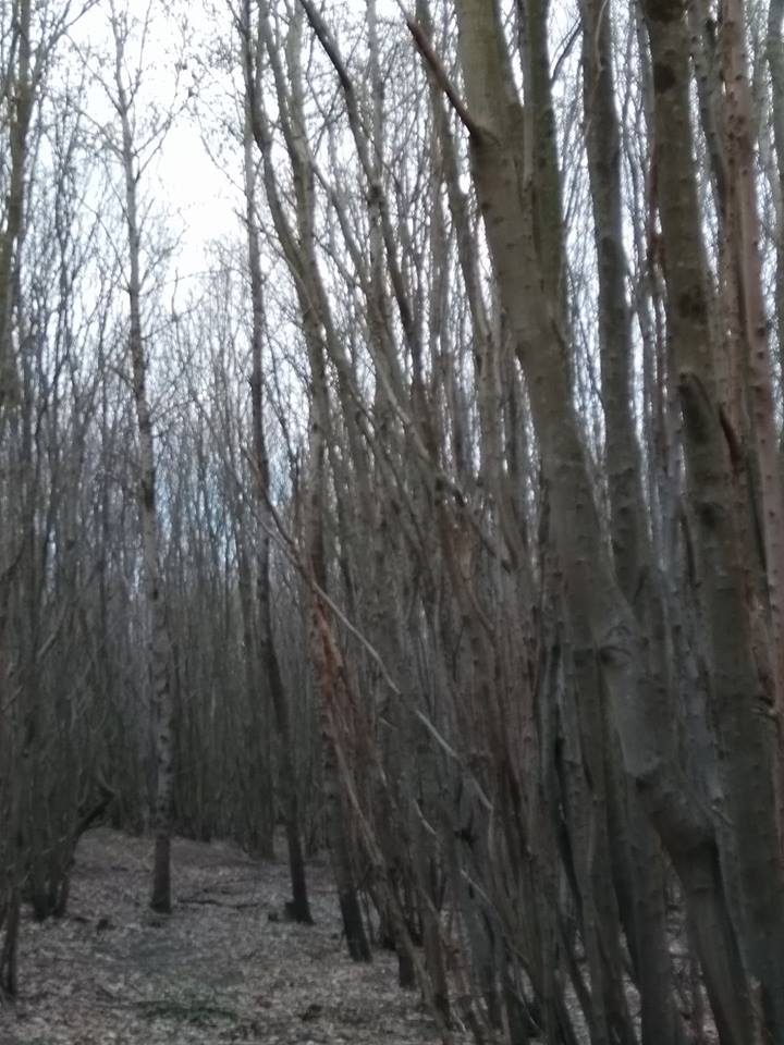 Ferizli Bakırlı Köyü Resimleri 8