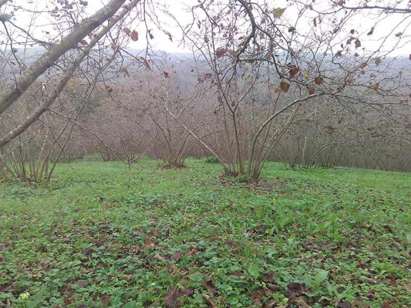 Ferizli Ceylandere Köyü Resimleri 1