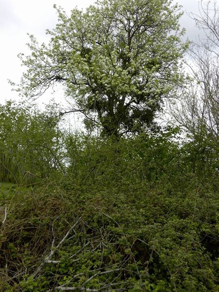 Ferizli Ceylandere Köyü Resimleri 11